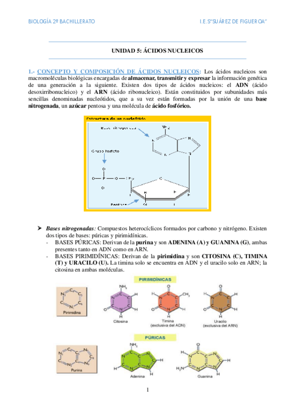 Miniatura del documento Acidos-nucleicos.pdf