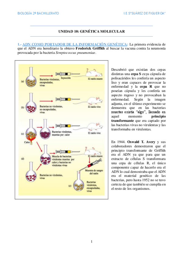 Miniatura del documento Genetica-molecular.pdf