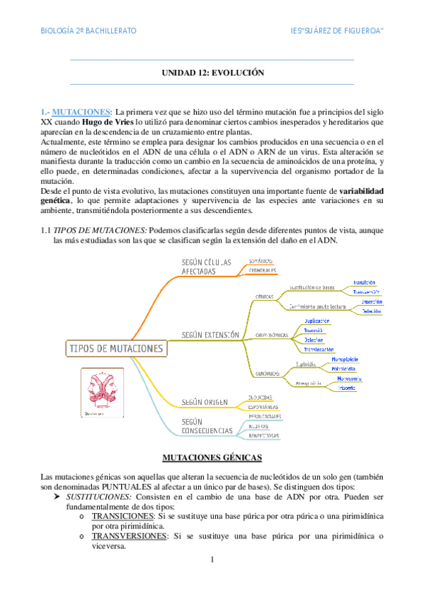 Miniatura del documento Evolucion.pdf