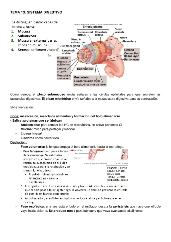Miniatura del documento TEMA-13-SISTEMA-DIGESTIVO-FISIO.docx