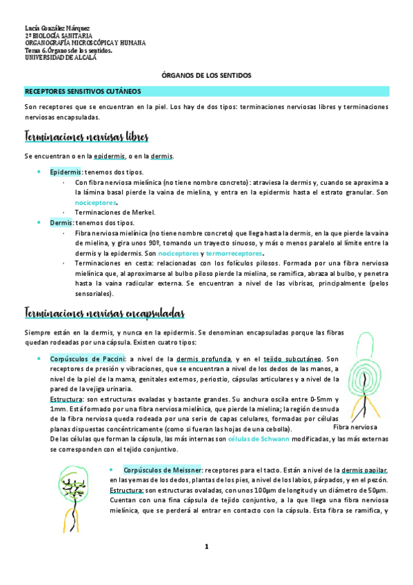 Miniatura del documento Tema-6-Organos-de-los-sentidos.pdf