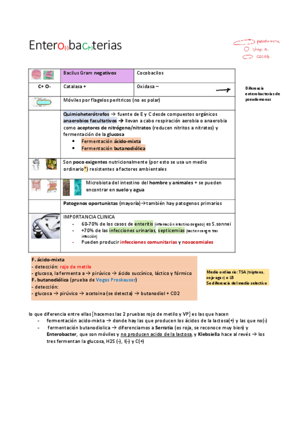 Miniatura del documento Enterobacterias.pdf