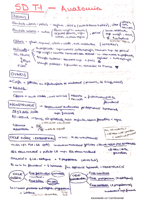 Miniatura del documento Esquemes-SALUT-DE-LA-DONA.pdf