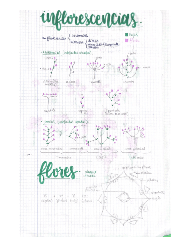 Miniatura del documento apuntes-parcial-botanica.pdf.pdf