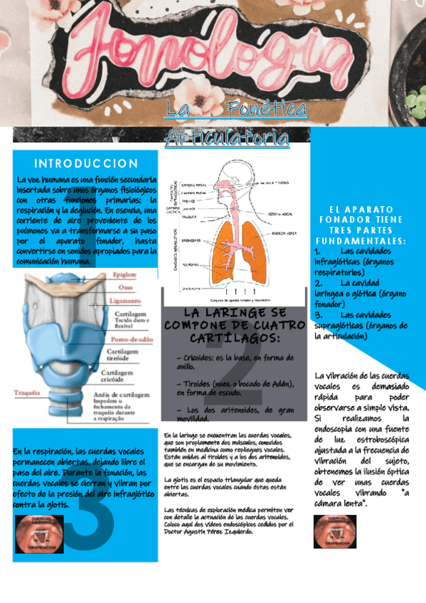 Miniatura del documento La-Fonetica-Articulatoria.pdf