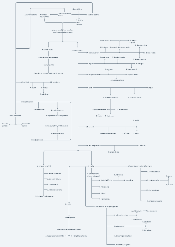 Miniatura del documento Arterias-esquema.pdf