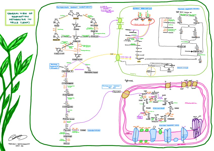 Miniatura del documento Workshop-2-General-View-Of-Metabolism-In-Cells.pdf