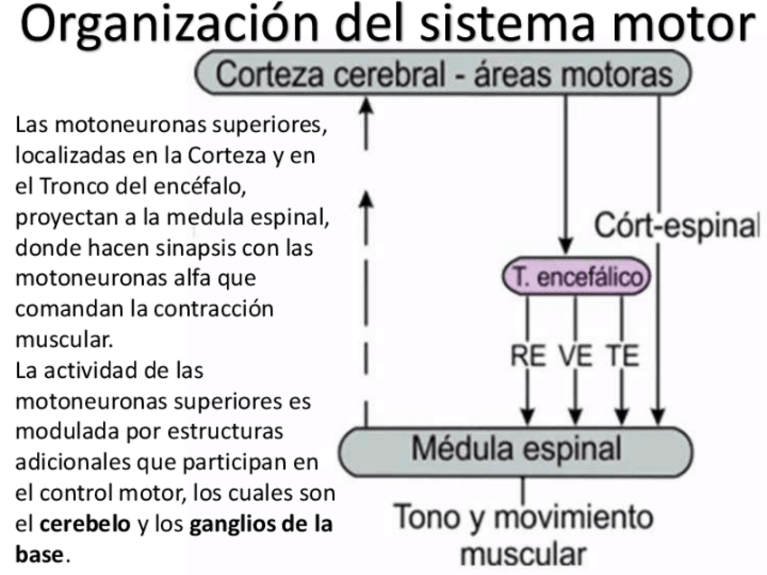 Miniatura del documento Motor-II-NEUROFISIOLOGIA-1.pdf