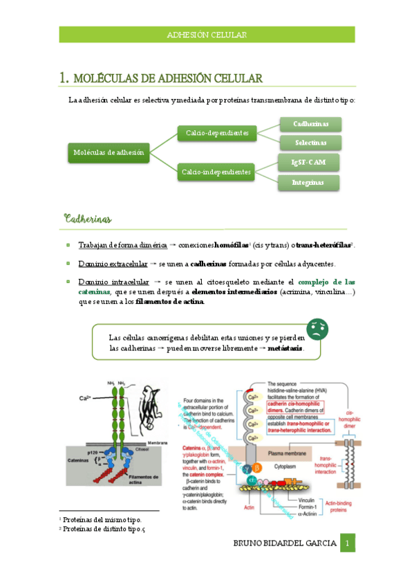 Miniatura del documento Adhesion-celular.pdf