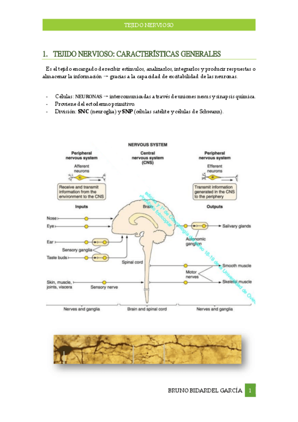 Miniatura del documento Tejido-Nervioso.pdf