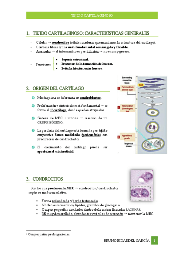 Miniatura del documento Tejido-Cartilaginoso.pdf