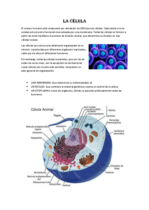 Miniatura del documento la-celula-tejidos-y-musculos.pdf