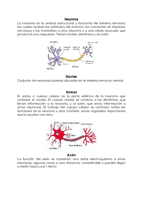 Miniatura del documento Tarea-Anato-SN.pdf