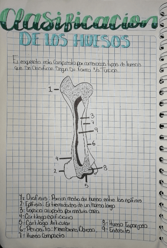 Miniatura del documento Estructura-de-los-huesos-clasificacion-y-hojas-blastodermicas.pdf