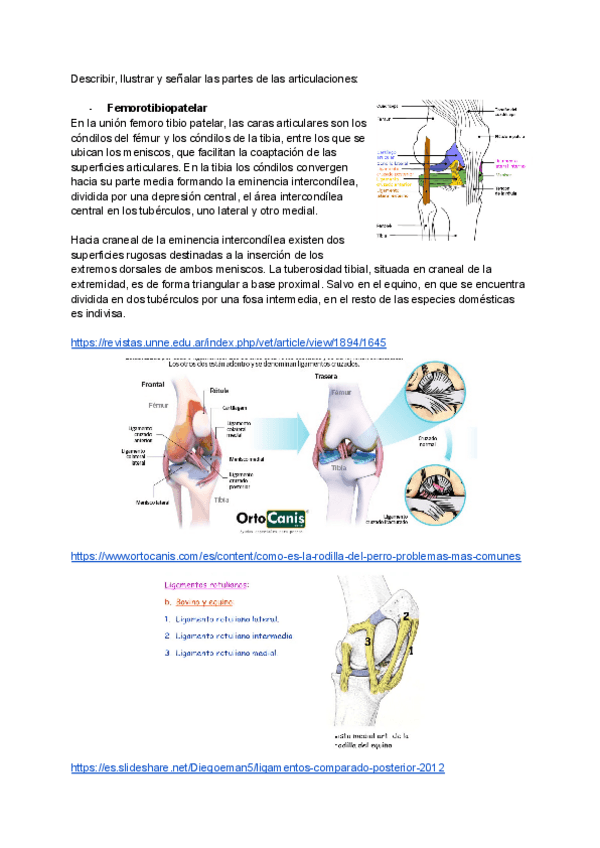Miniatura del documento Articulaciones-Anato.pdf