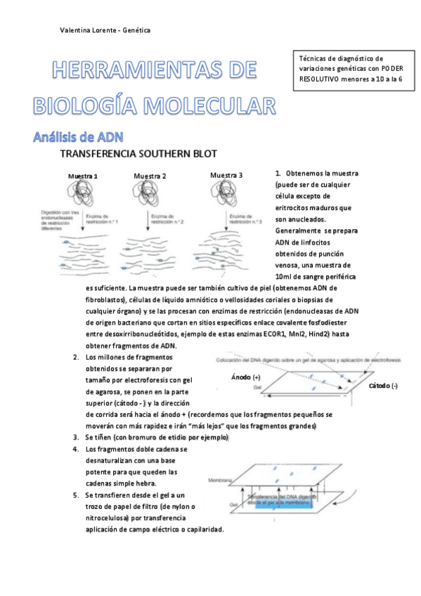 Miniatura del documento HERRAMIENTAS-DE-BIOLOGIA-MOLECULAR.pdf