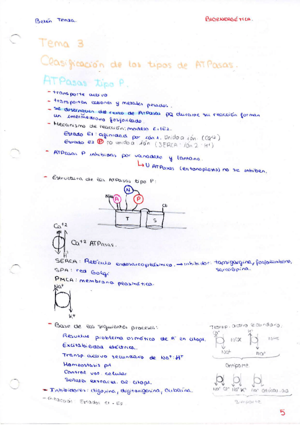 Miniatura del documento Esquemas-Bioenergetica.pdf