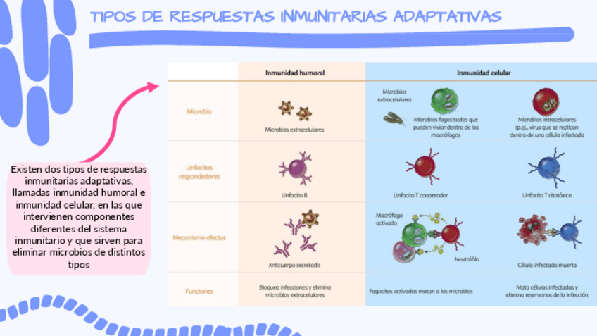 Miniatura del documento TIPOS-DE-RESPUESTAS-INMUNITARIAS-ADAPTATIVAS.pdf