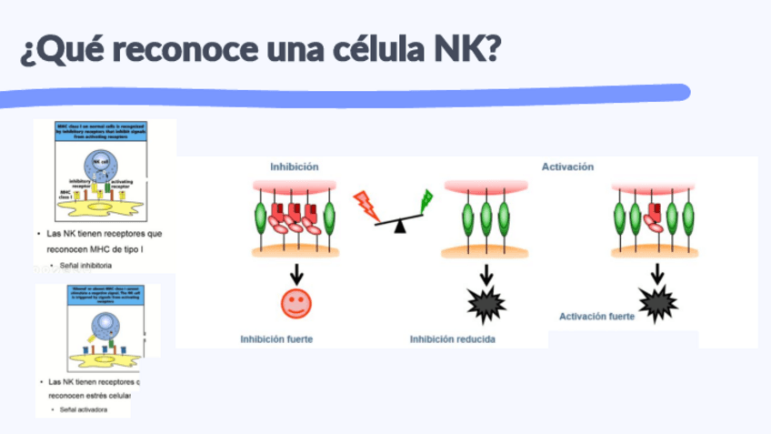 Miniatura del documento CELULAS-NK.pdf