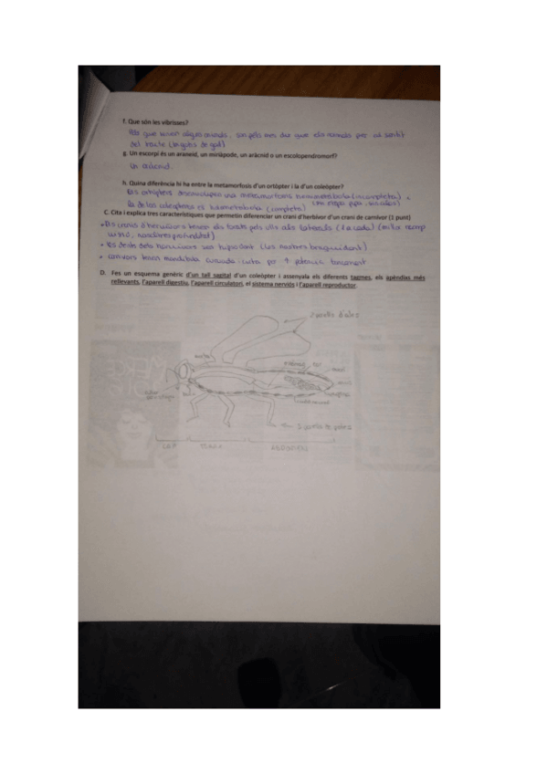 Miniatura del documento ZooPreguntaDibuixar.pdf