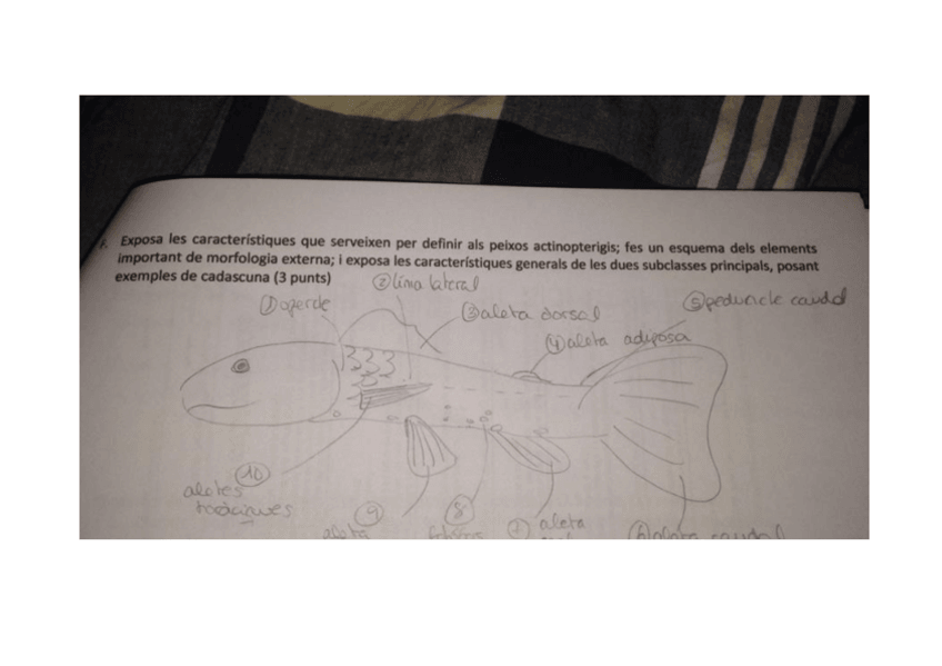 Miniatura del documento ZooPreguntaDibuix2022.pdf