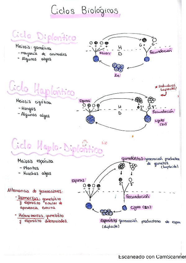Miniatura del documento Apuntes-ciclos-biologico.pdf