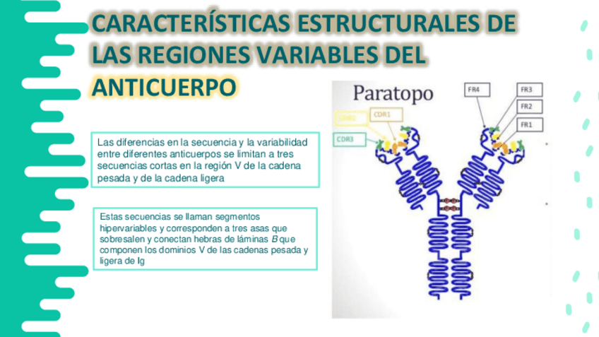 Miniatura del documento CELULAS-ANTICUERPOS-Y-AG.pdf