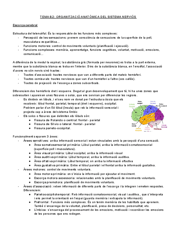 Miniatura del documento ORGANITZACIO-ANATOMICA-DEL-SN-I-SISTEMA-SENSORIAL.pdf