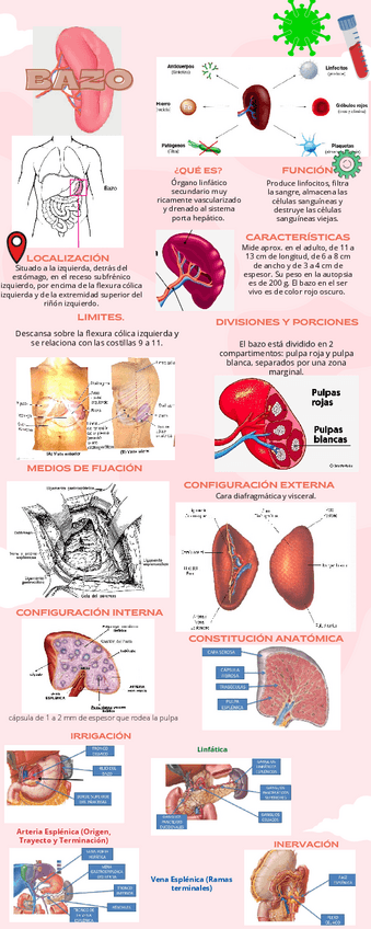 Miniatura del documento Anatomia-del-bazo.pdf