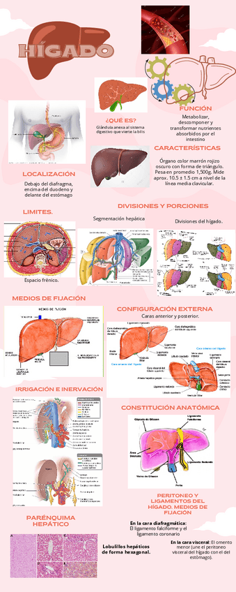 Miniatura del documento Anatomia-del-higado.pdf