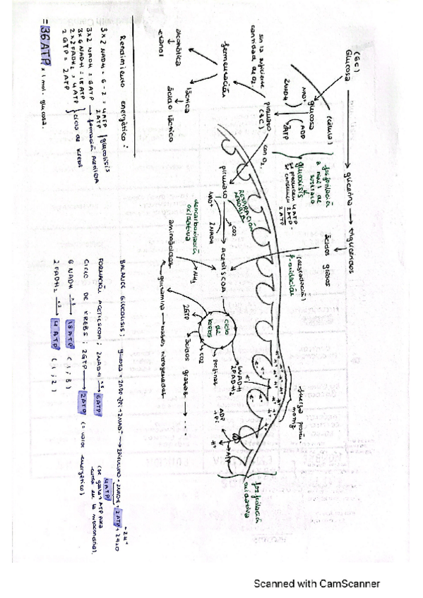 Miniatura del documento Esquema-y-Balance-Metabolismo-Glucosa-Bi.pdf