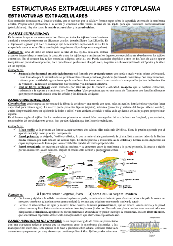 Miniatura del documento Celula-eucariota-Estructuras-extracelulares-y-el-citoplasma.pdf