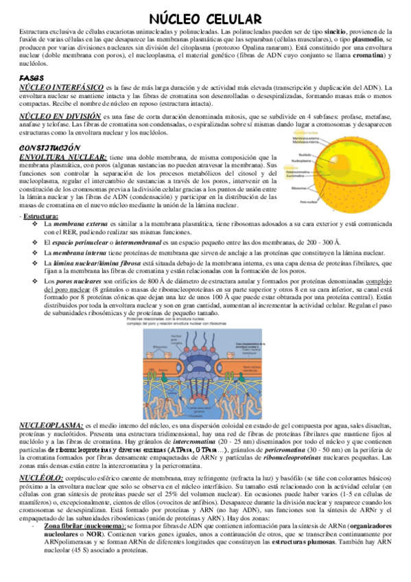 Miniatura del documento Nucleo-celular.pdf