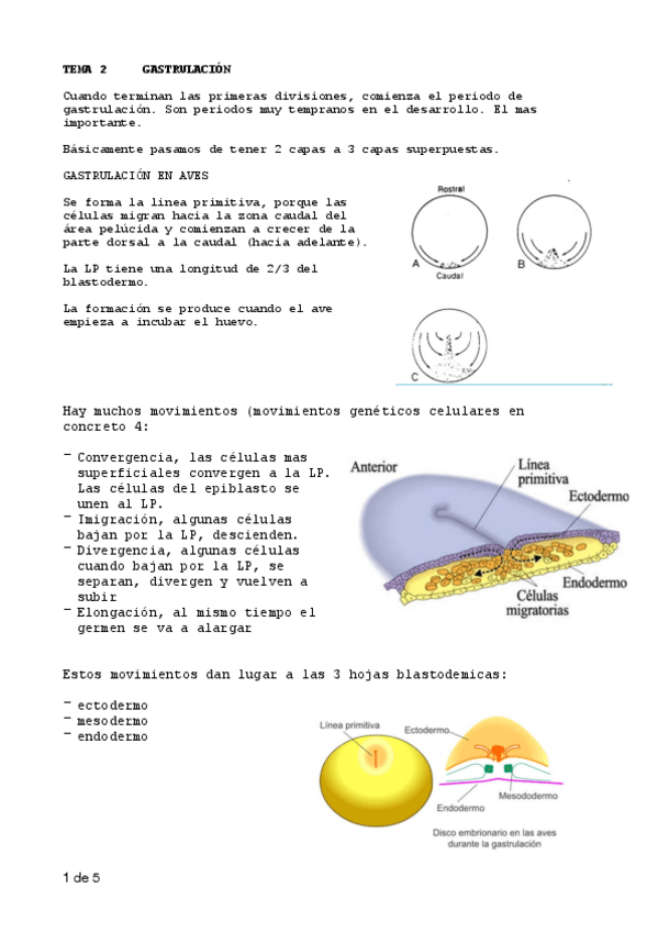Miniatura del documento T2-GASTRULACIÓN.pdf