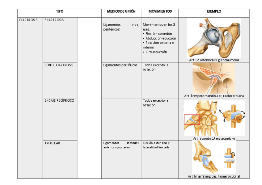 Miniatura del documento TEMA-1-ARTICULACIONES-cuadro-resumen.pdf