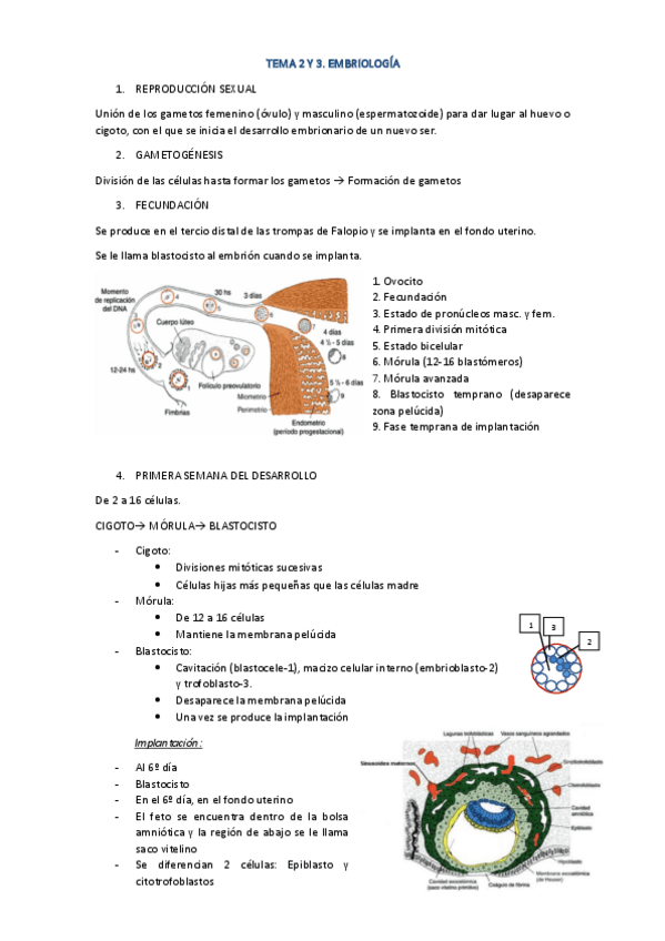 Miniatura del documento TEMA-2-Y-3.pdf