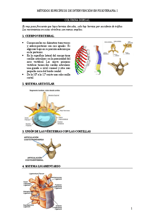 Miniatura del documento COLUMNA-DORSAL.pdf
