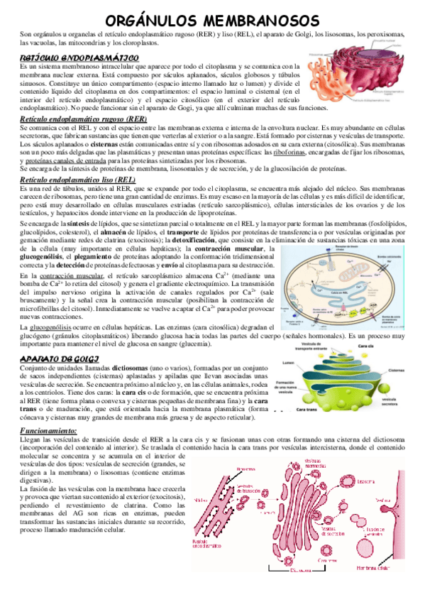 Miniatura del documento Organulos-membranosos.pdf
