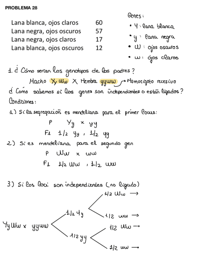 Miniatura del documento PROBLEMAS-GENETICA-EXAMEN-.pdf