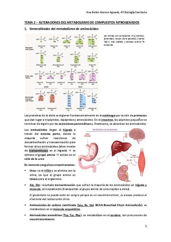 Miniatura del documento TEMA-2-ALTERACIONES-DEL-METABOLISMO-DE-COMPUESTOS-NITROGENADOS.pdf