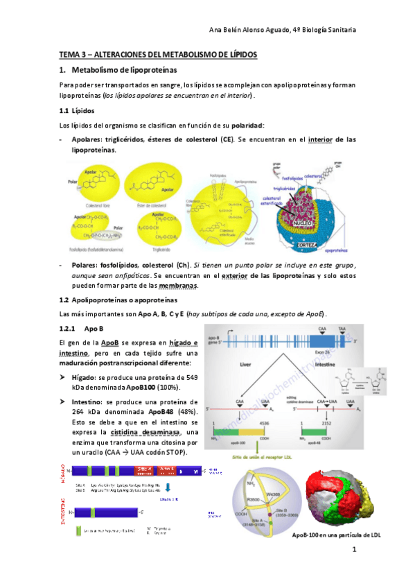 Miniatura del documento TEMA-3-ALTERACIONES-DEL-METABOLISMO-DE-LIPIDOS.pdf