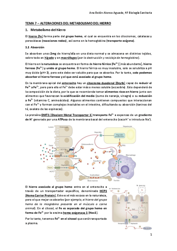 Miniatura del documento TEMA-7-ALTERACIONES-DEL-METABOLISMO-DEL-HIERRO.pdf
