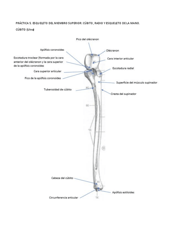 Miniatura del documento PRACTICA-5-esqueleto-del-miembro-superior.pdf