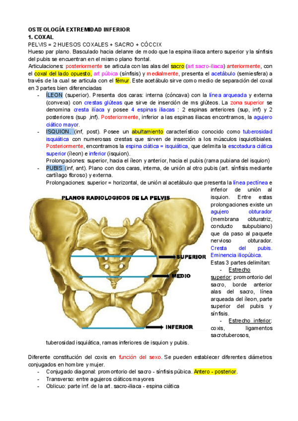 Miniatura del documento OSTEOLOGIA-EXTREMIDAD-INFERIOR.pdf