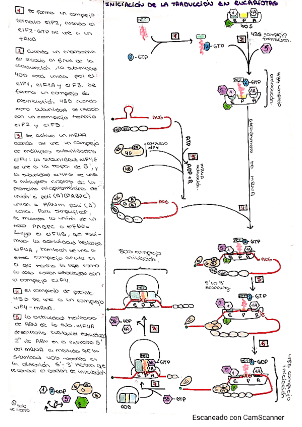 Miniatura del documento Esquema-iniciacion-traduccion-Eucariotas-explicacion-y-dibujo.pdf