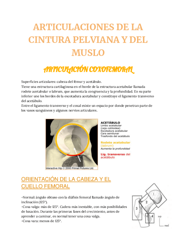 Miniatura del documento ga-MUSCULOS-Y-ARTICULACIONES-DE-LA-CINTURA-PELVIANA-DEL-MUSLO-DE-LA-PIERNA-Y-DEL-PIE.pdf