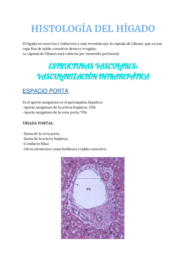 Miniatura del documento da-HISTOLOGIA-DEL-HIGADO-Y-DE-LA-VESICULA-BILIAR1.pdf
