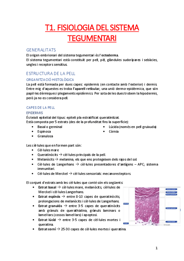 Miniatura del documento FISIOLOGIA-II-2n-SEMESTRE.pdf
