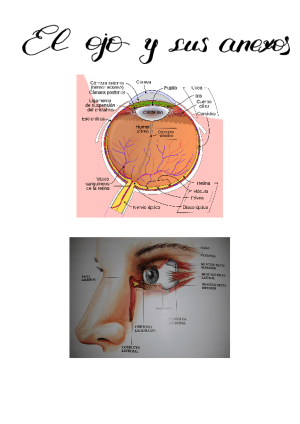 Miniatura del documento Imagenes-Oftalmologia.pdf