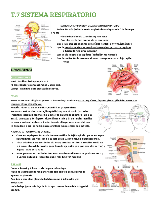Miniatura del documento T7 SISTEMA RESPIRATORIO.pdf